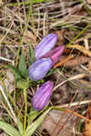 Catesby's gentian
